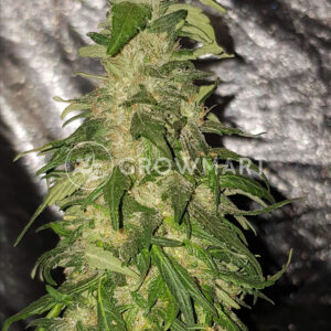 Choco_bud_Feminizovaná_semínka_konopí