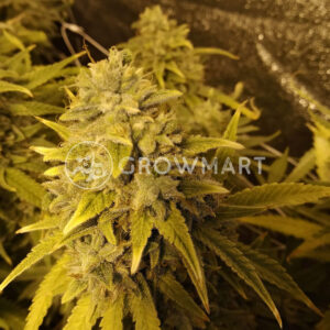 Cream_47_Feminizovaná_semínka_konopí