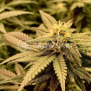Crystal_Queen_Feminizovaná_semínka_konopí