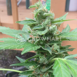 La_Blanca_Gold_Feminizovaná_semínka_konopí