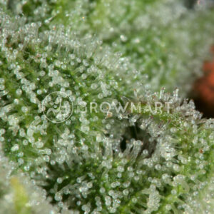 Sweet_Trainwreck_Auto_Samonakvétací_semínka_konopí