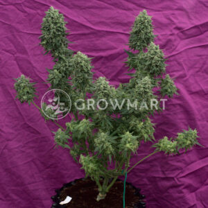 Sweet_Trainwreck_Auto_Samonakvétací_semínka_konopí