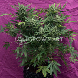 Sweet_Trainwreck_Auto_Samonakvétací_semínka_konopí