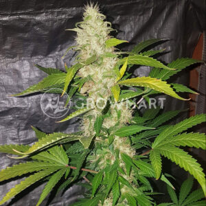 WHITE_WIDOW_Feminizovaná_semínka_konopí
