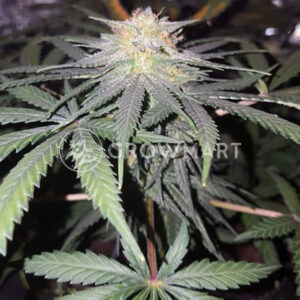 THE-CHURCH-CBD_Feminizovaná_semínka_konopí