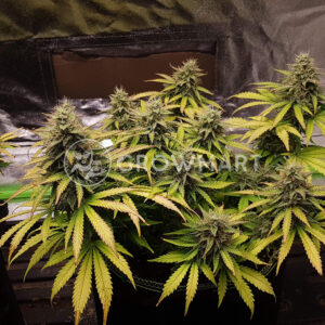 White_Widow_Feminizované_semínka_konopí