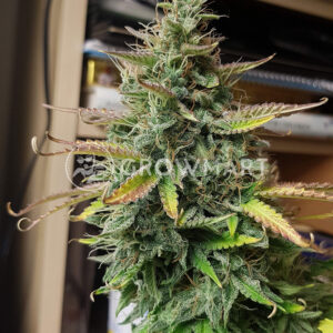 White_Widow_Feminizované_semínka_konopí