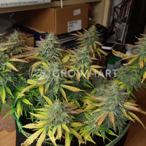White_Widow_Feminizované_semínka_konopí