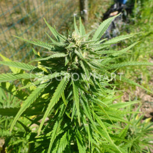 Widow_Remedy_Regulérní_semínka_konopí