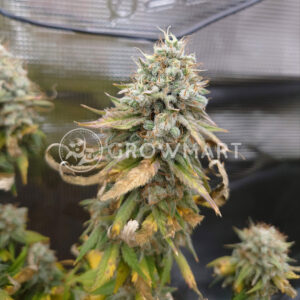 Amnesia_Mac_Ganja_Feminizovaná_semínka_konopí