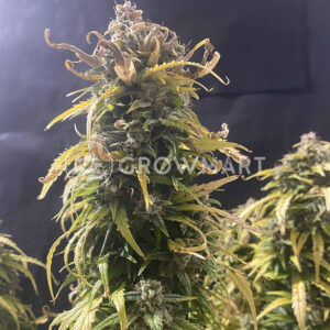 Jungle_Fever_Auto_Samonakvétací_semínka_konopí