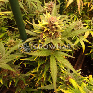 Big_Bud_Automatic_Autoflower_semena_konopí