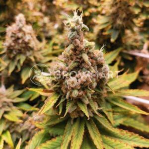 Durban_Fem_Feminizované_semínka_konopí
