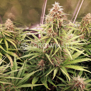Shiva_Skunk_Automatic_Autoflower_semínka_konopí