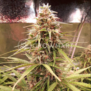 Shiva_Skunk_Automatic_Autoflower_semínka_konopí