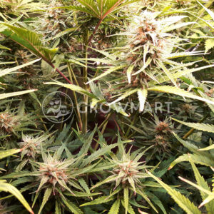 Shiva_Skunk_Automatic_Autoflower_semínka_konopí