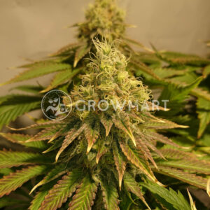 Z&Z_Feminizované_semena_konopí