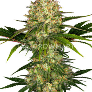 afghani-2-feminized_Feminizované_semínka_konopí