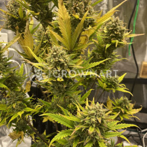 Purple_Lemonade_Auto_Samonakvétací_semínka_konopí