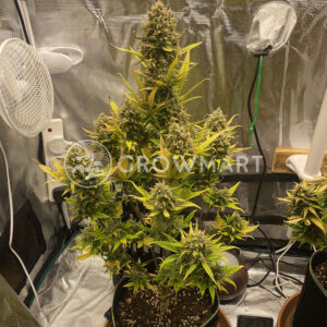Purple_Lemonade_Auto_Samonakvétací_semínka_konopí