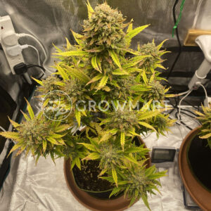 Purple_Lemonade_Auto_Samonakvétací_semínka_konopí