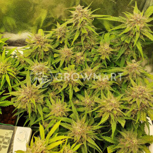 Jack_Herer_Auto_Samonakvétací_semínka_konopí