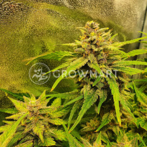 Jack_Herer_Auto_Samonakvétací_semínka_konopí