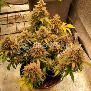 Skunk_Auto_Samonakvétací_semínka_konopí