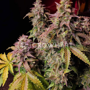 Skunk_Auto_Samonakvétací_semínka_konopí