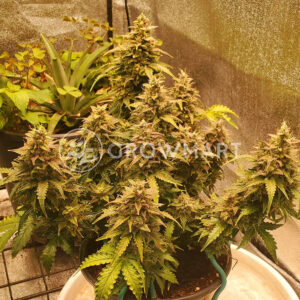Skunk_Auto_Samonakvétací_semínka_konopí