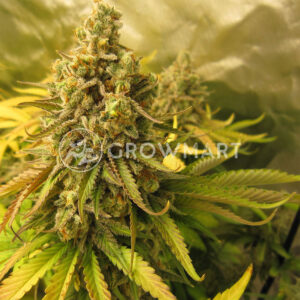 Sweet_Zenzation_Feminizovaná_semínka_konopí