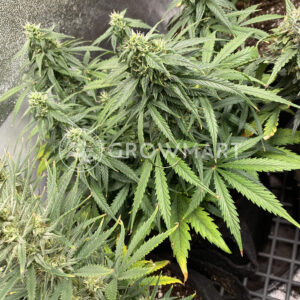 White_Widow_Auto_Samonakvétací_semínka_konopí
