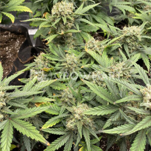 White_Widow_Auto_Samonakvétací_semínka_konopí