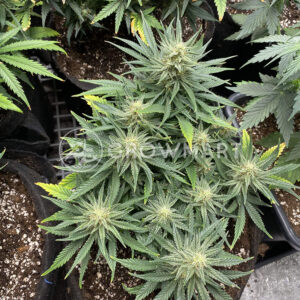 White_Widow_Auto_Samonakvétací_semínka_konopí