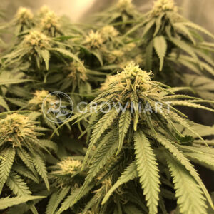 Feminised_Collection_#6_Feminizovana_seminka_konopi