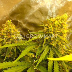 Feminised_Collection_#3_Feminizovana_seminka_konopi