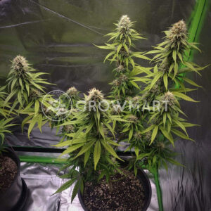 Strawberry_gum_Feminizované_semena_konopí