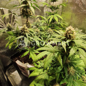 Auto_Purple_Diesel_Samonakvétací_semena_konopí