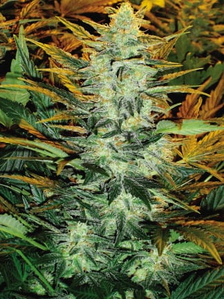 Co je Cannabis Ruderalis?