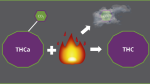 dekarboxylace konopí