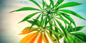 kytka ve slunečním svitu