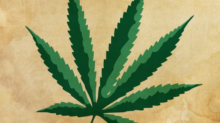 vyšší hodnota thc v rostlinách konopí