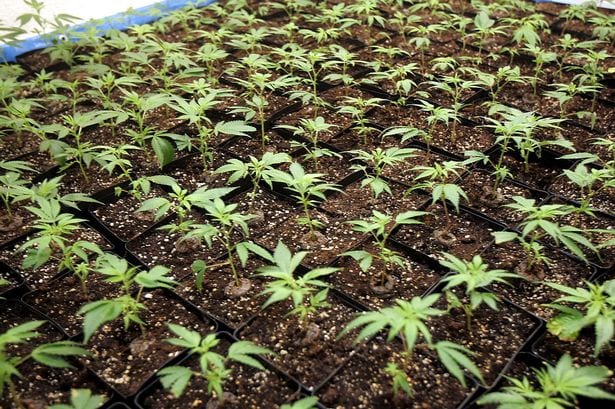 jak-na-pěstování-smena-nebo-klony-growshop-growmart
