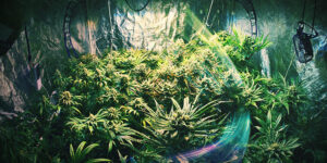 místo pro pěstování konopí