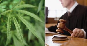 legislativy-konopí-growmart