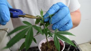 zastřihování konopí