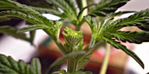 metoda zastřihování fimming