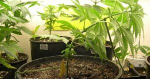 přivazování rostlin konopí