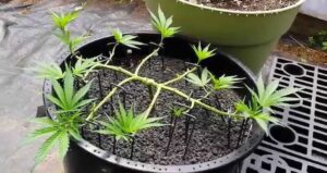 lajnování rostlin konopí