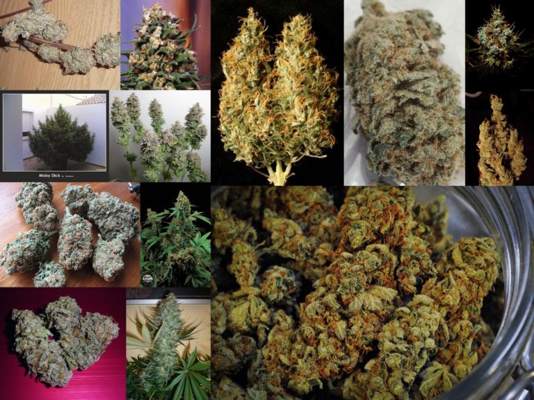 odrůdy-konopí-growshop-growmart